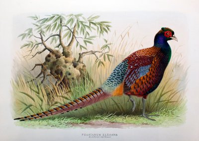 Phasianus Elegans, 1906-7 by Henry Jones